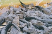 017-More gators!